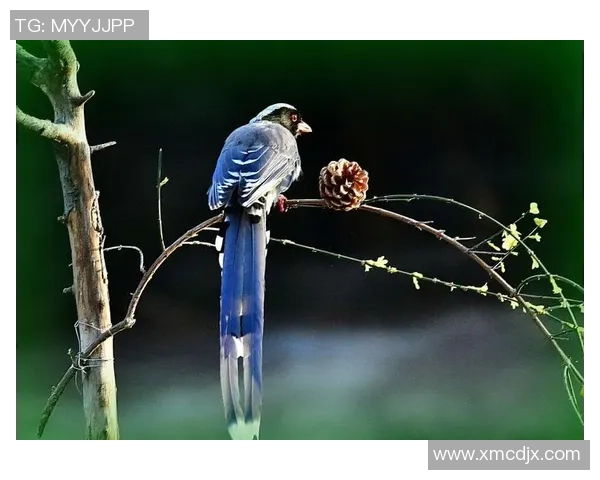 17岁埃及天才哈姆扎：拒绝群雄，只为心中那抹红蓝荣光